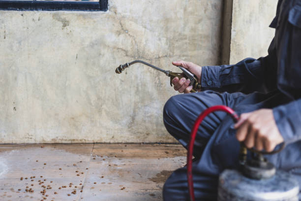 Best Termite Control Services  in Goldstream, AK